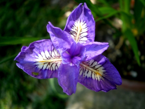 1004紫花２.jpg