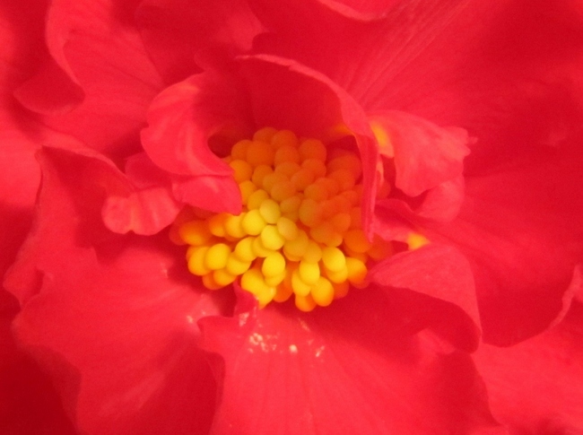 ベゴニア花６.jpg