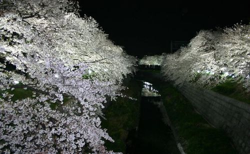 山崎川夜景.jpg