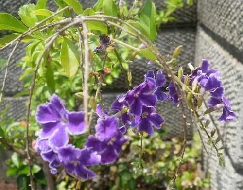 紫家花.jpg