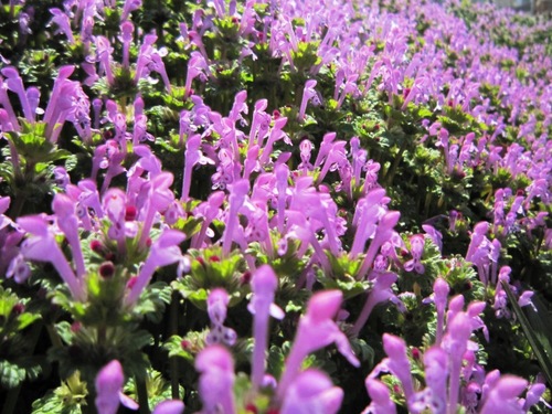 紫花.jpg