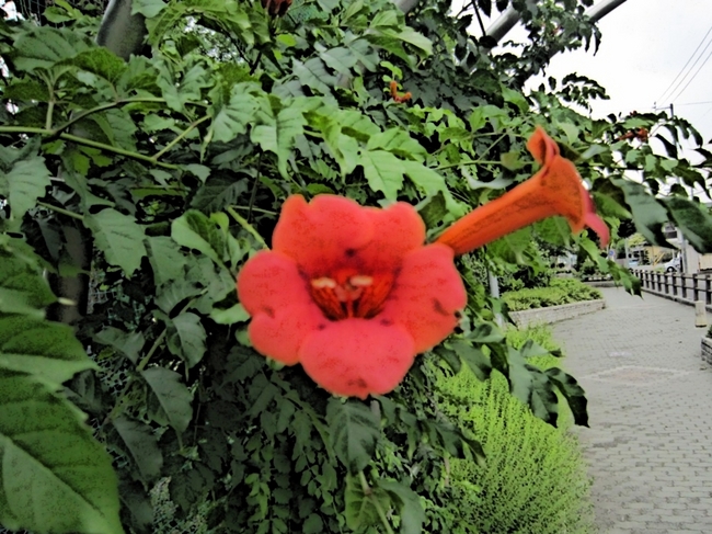 赤花.jpg